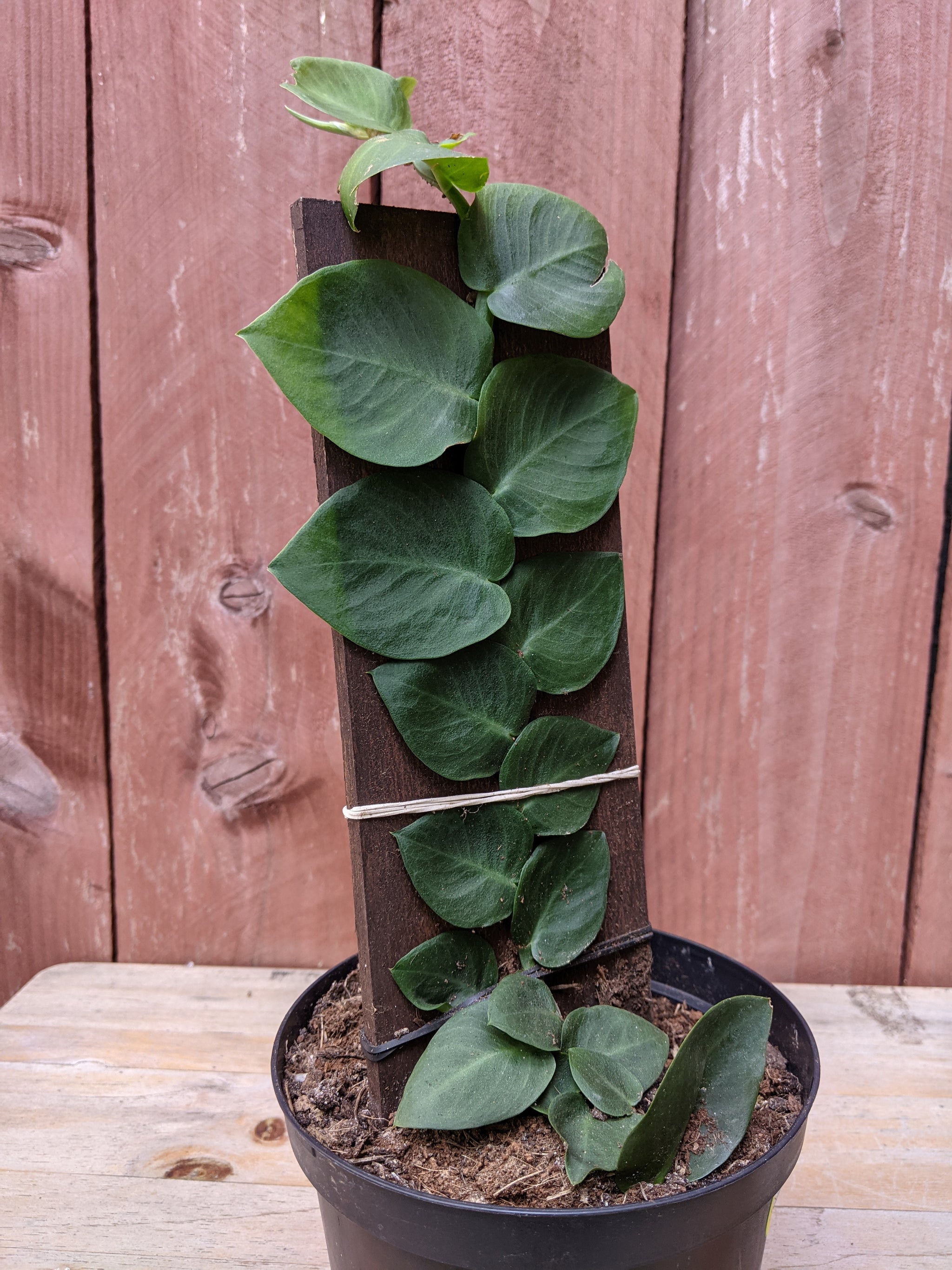 Rhaphidophora hayi (Shingle Plant)  ~ 6"